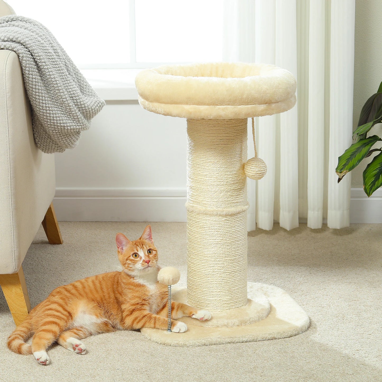 Small  Cat Scratching Post