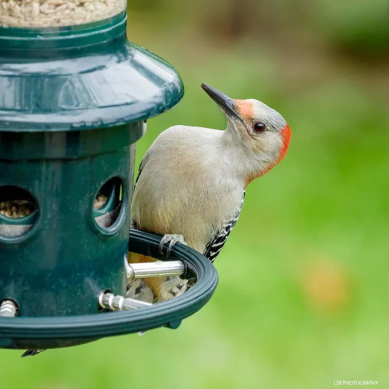 Squirrel Buster Plus Squirrel-proof Bird Feeder w/Cardinal Ring and 6 Feeding Ports, 5.1-pound Seed Capacity, Adjustable, Green