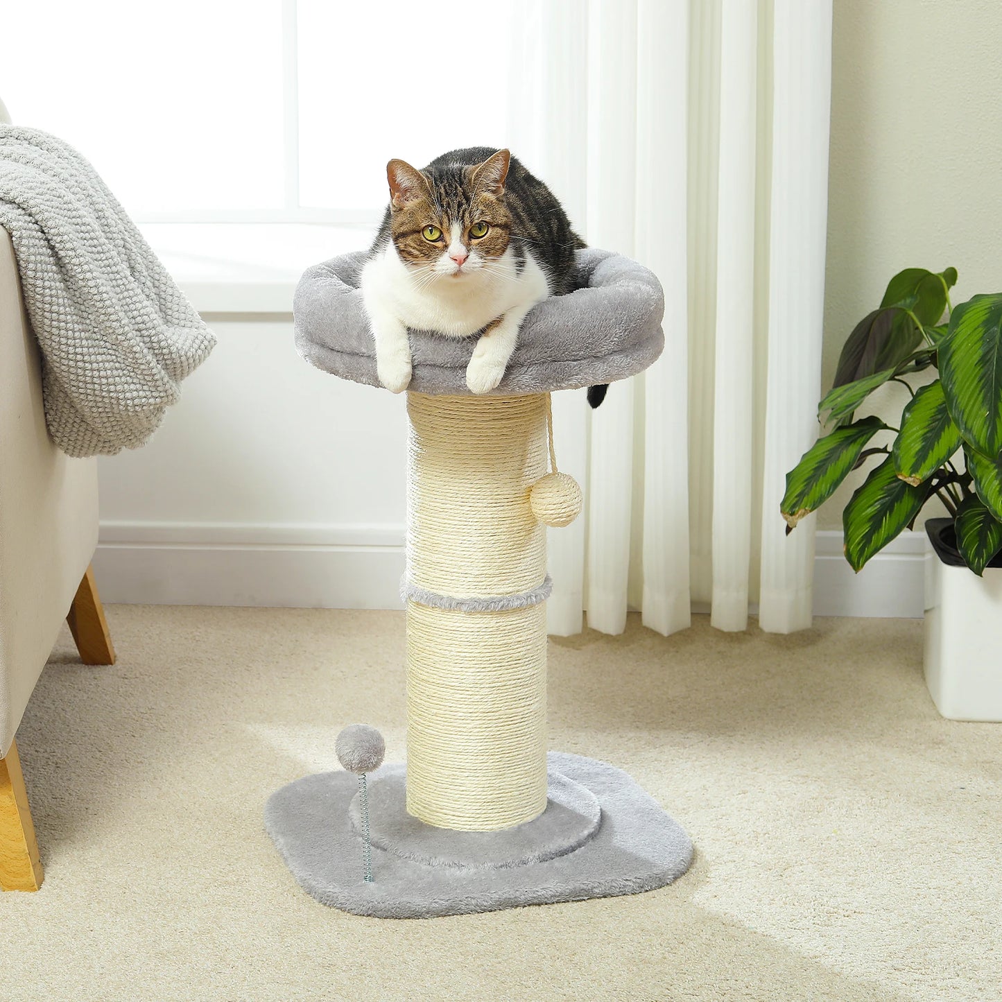 Small  Cat Scratching Post